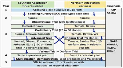 Gender mainstreaming in sweetpotato breeding and dissemination in Ghana and Malawi